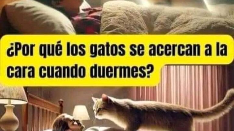 Sabías que si tu gato de te acerca a la cara mientras duerme es porque.